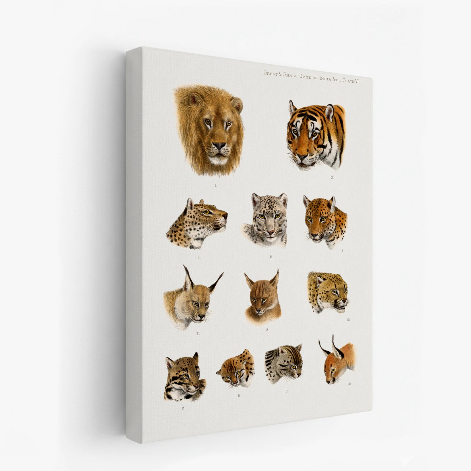 canvas-art