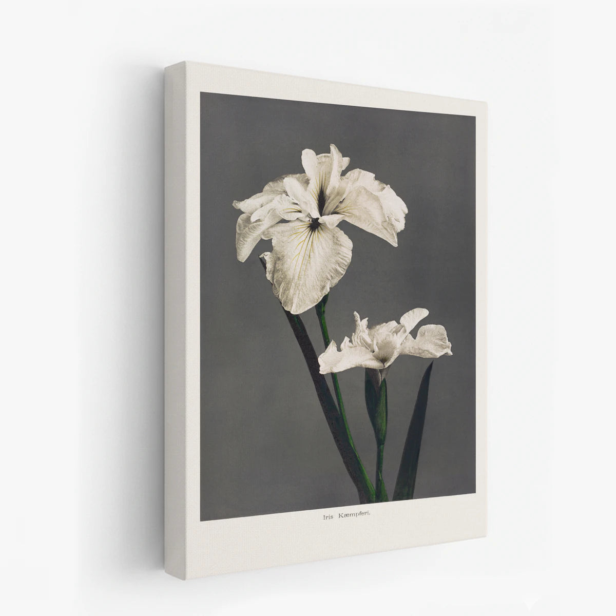 canvas-art