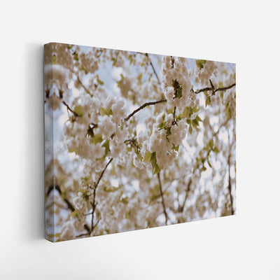 canvas-art