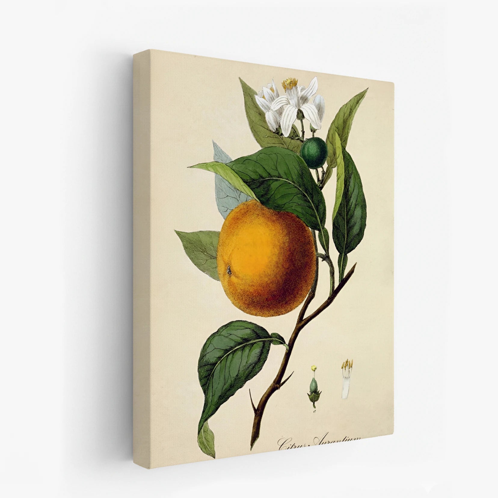 canvas-art