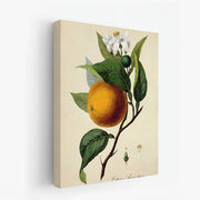 canvas-art