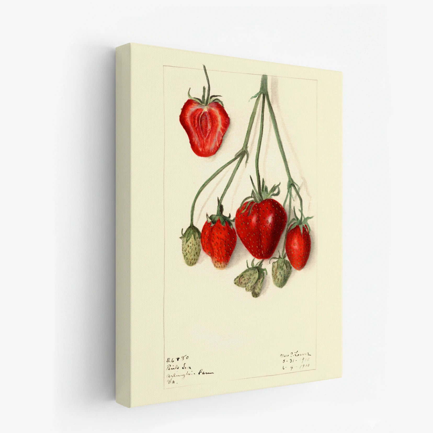 canvas-art