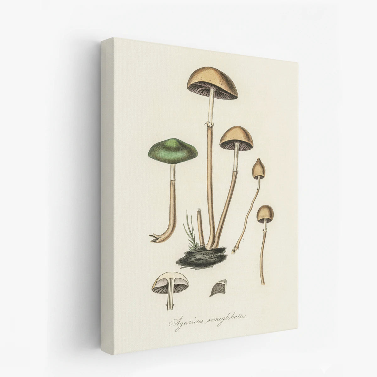 canvas-art