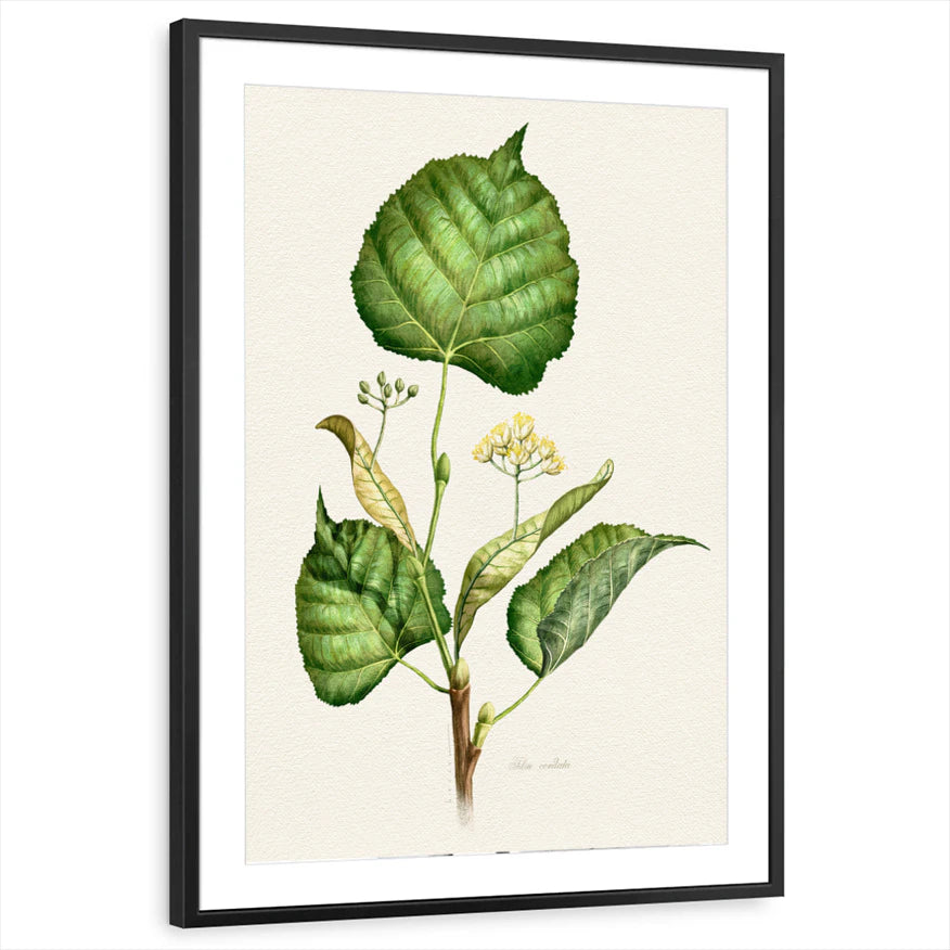 framed-print-black-matted