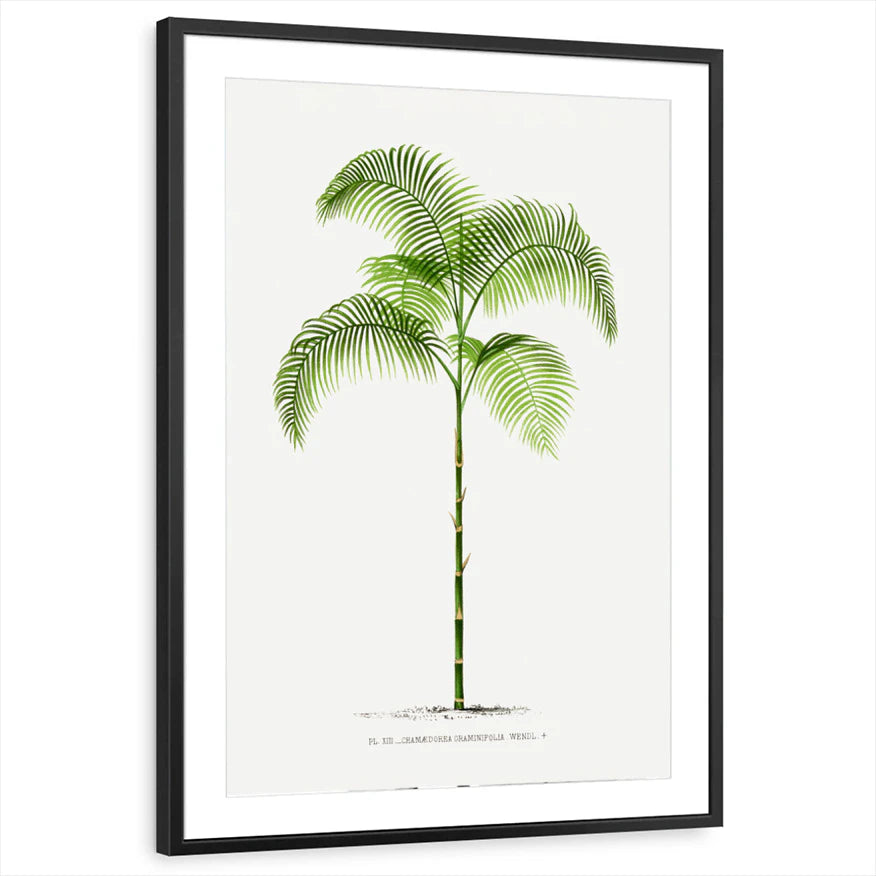 framed-print-black-matted