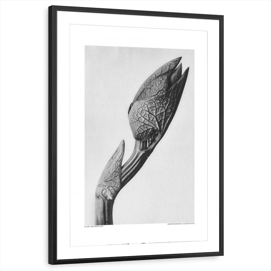 framed-print-black-matted