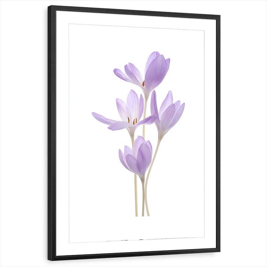 framed-print-black-matted