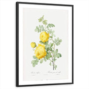 framed-print-black-matted