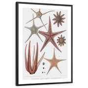 framed-print-black-matted