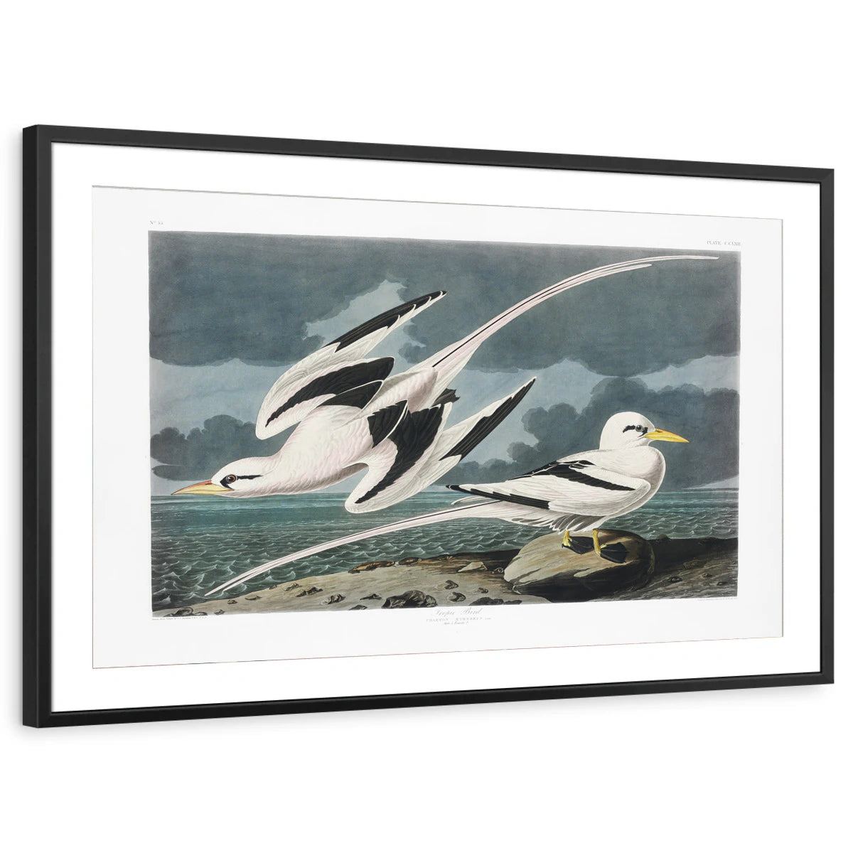 framed-print-black-matted
