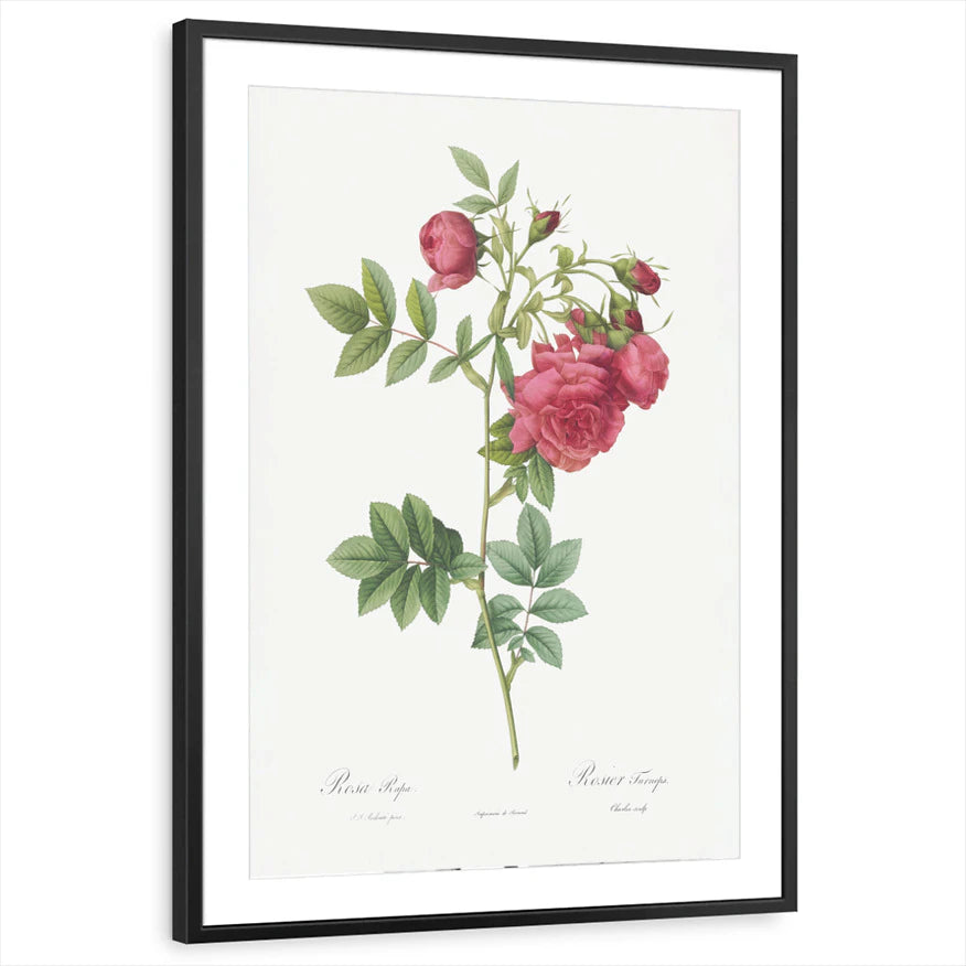 framed-print-black-matted