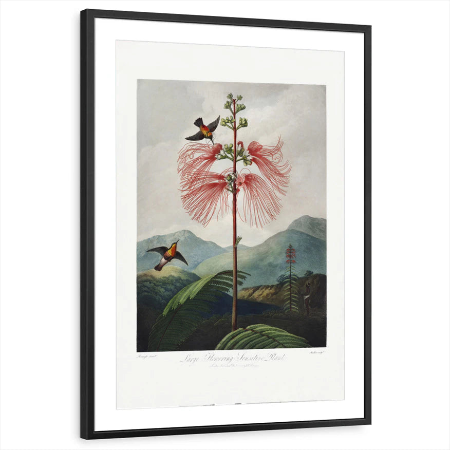 framed-print-black-matted