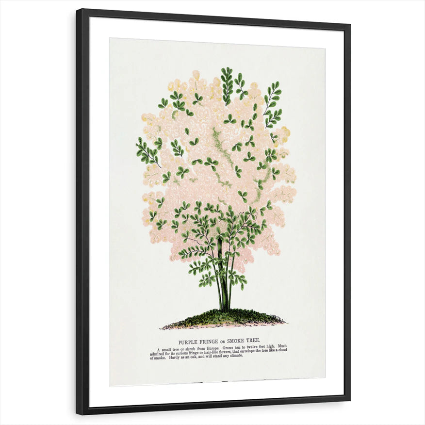 framed-print-black-matted