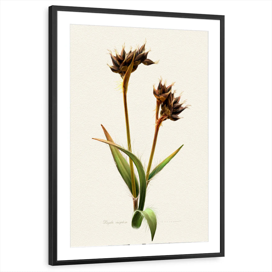 framed-print-black-matted
