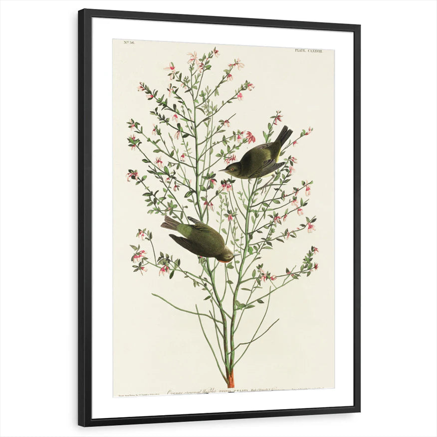 framed-print-black-matted