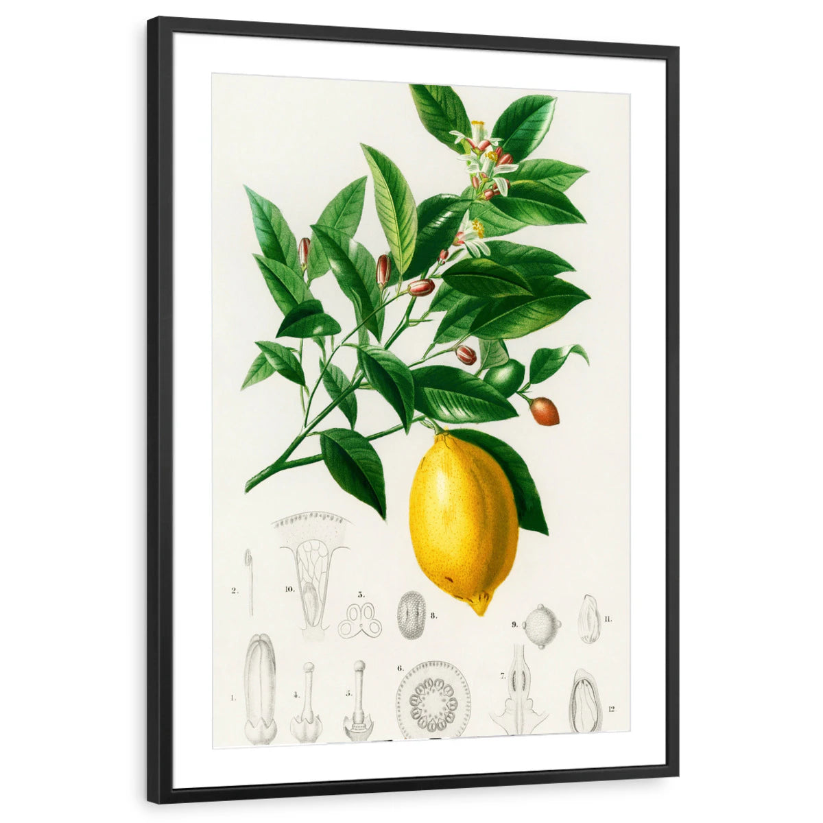 framed-print-black-matted