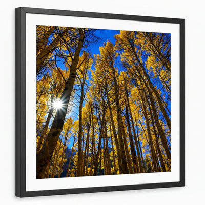 framed-print-black-white-border