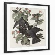 framed-print-black-white-border