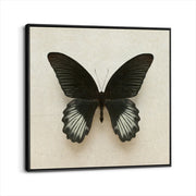 framed-canvas-black