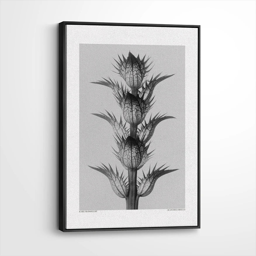 framed-canvas-black