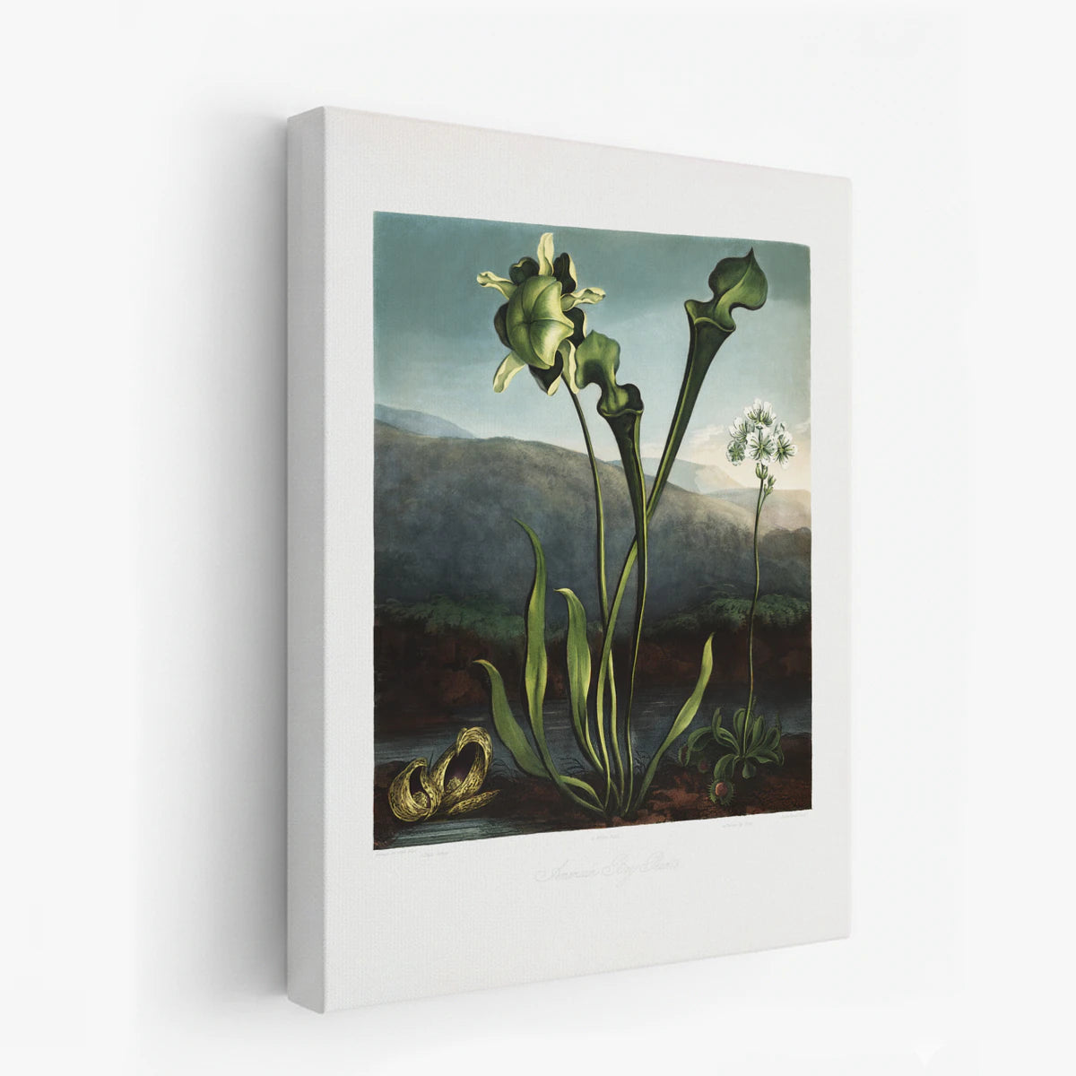 canvas-art