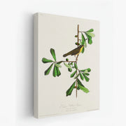 canvas-art