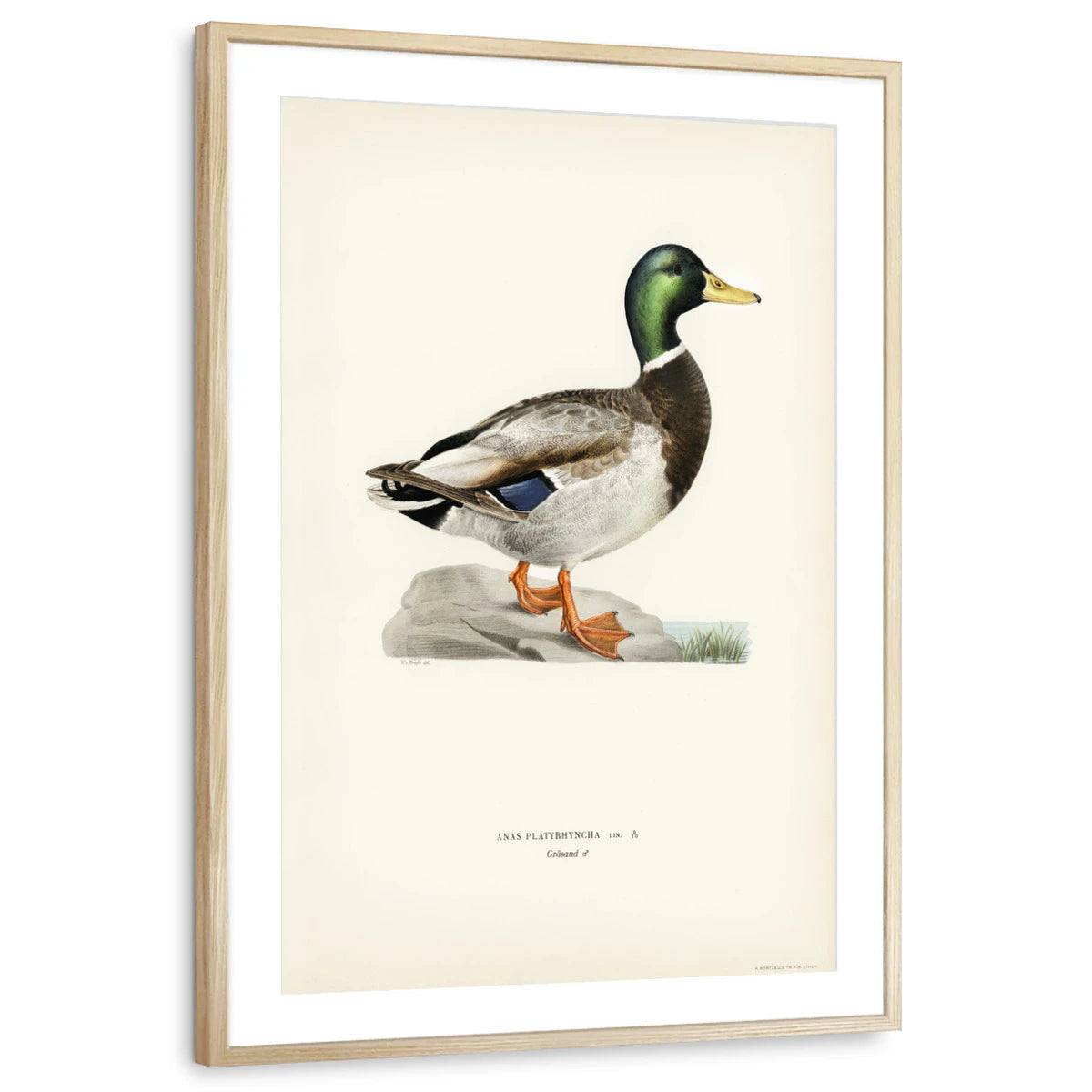 framed-print-natural-wood-matted