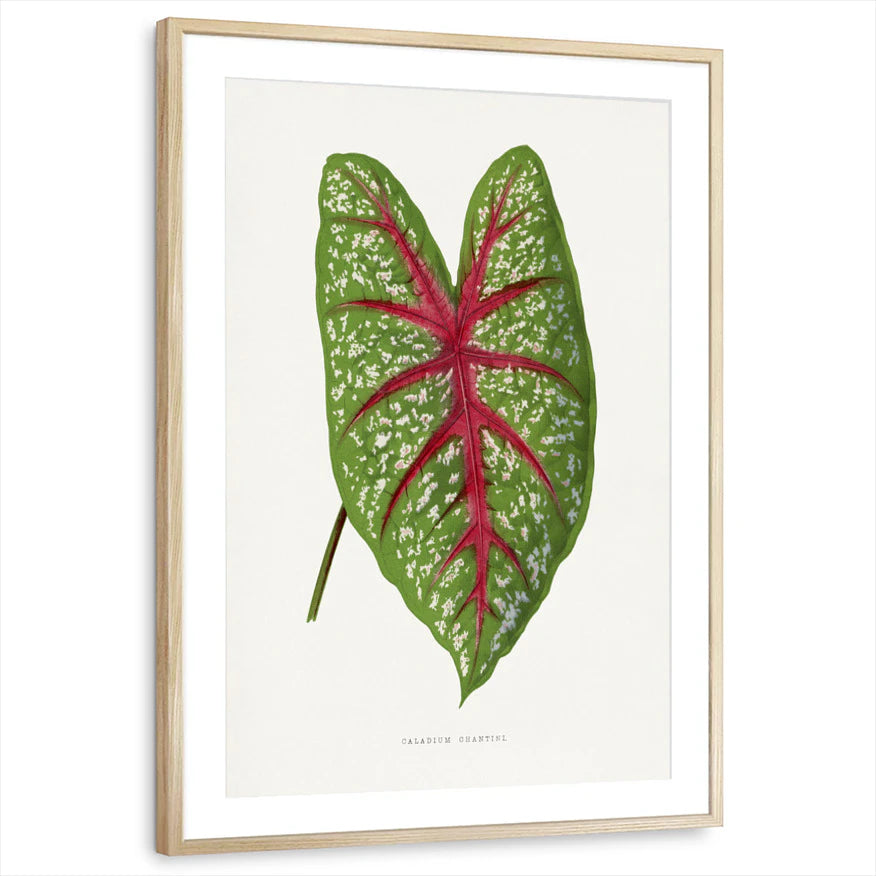 framed-print-natural-wood-matted