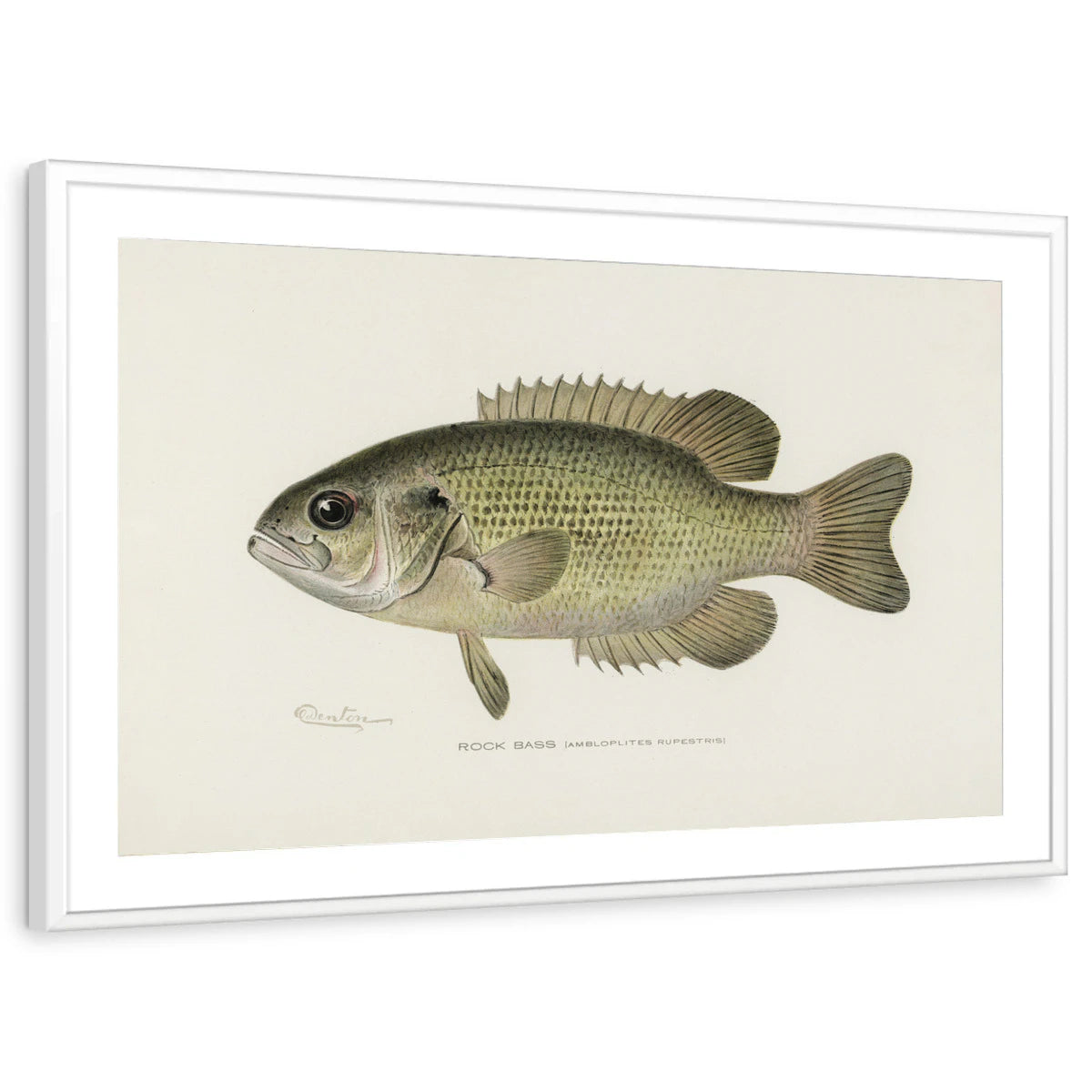 framed-print-white-matted
