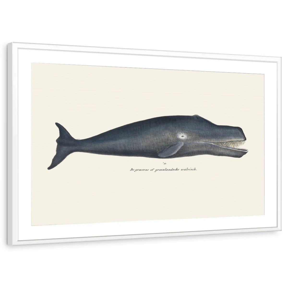 framed-print-white-matted