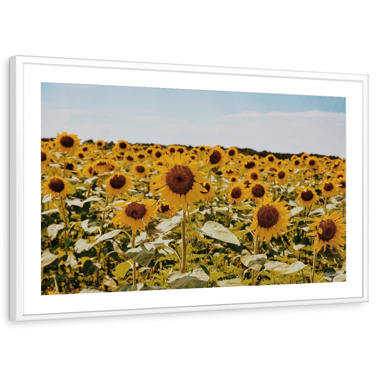framed-print-white-matted