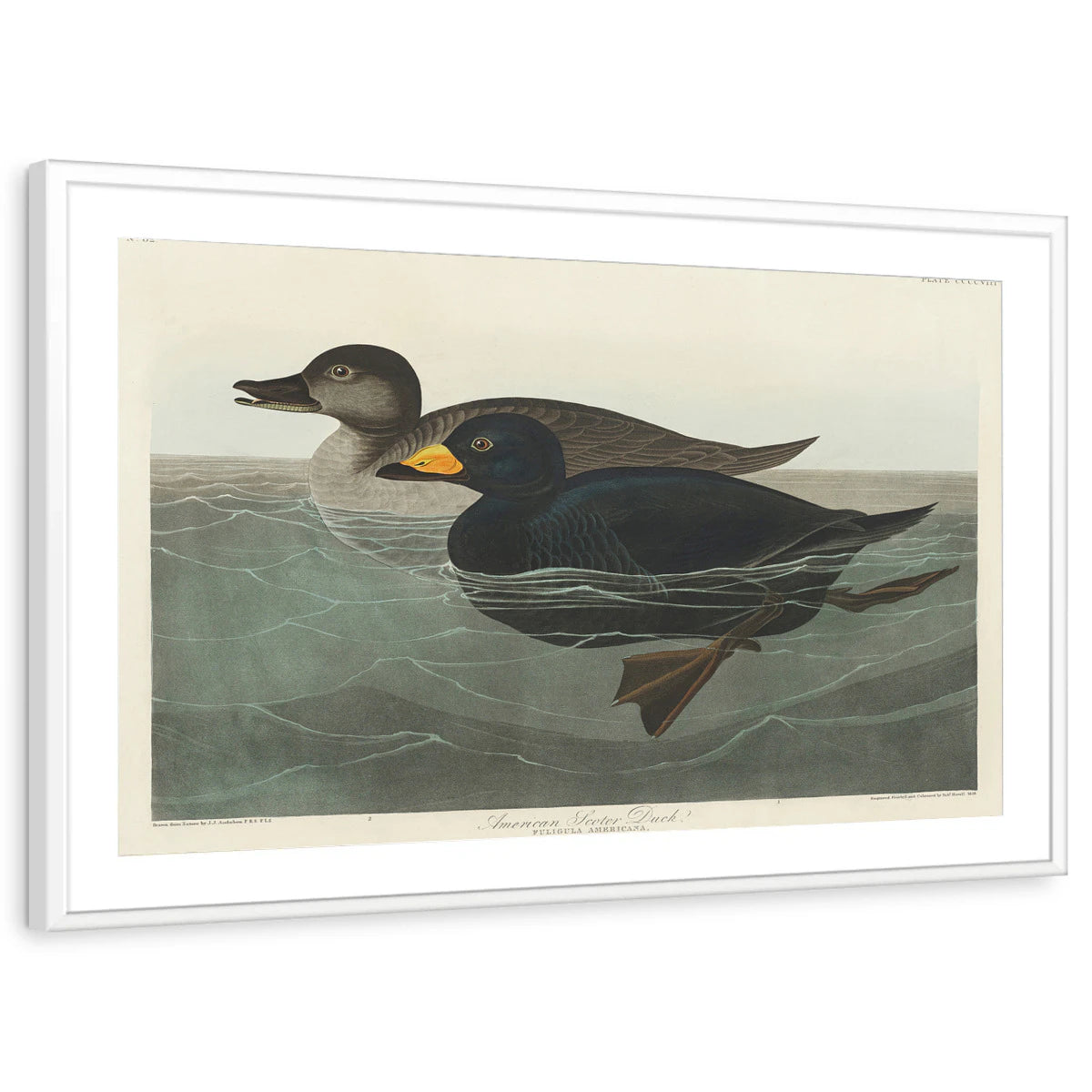 framed-print-white-matted