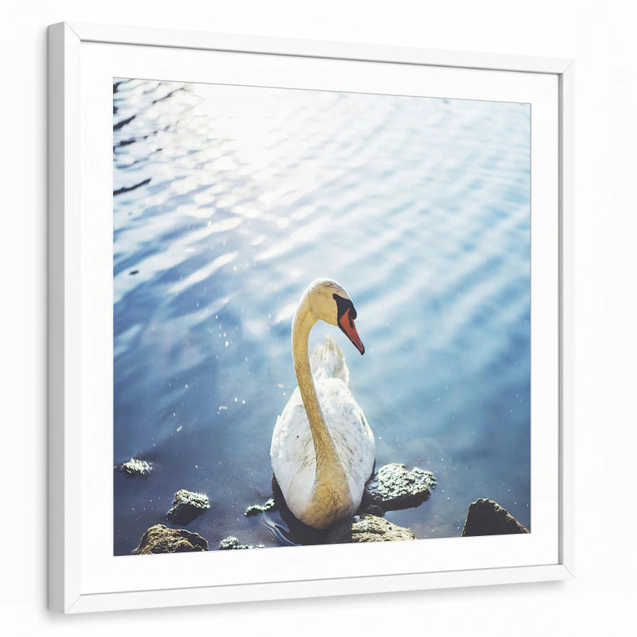 framed-print-white-white-border