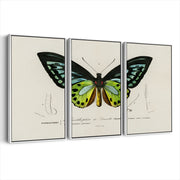 3-framed-print-white