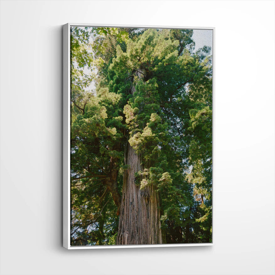 framed-canvas-white
