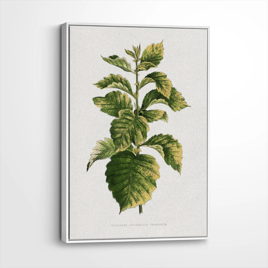 framed-canvas-white