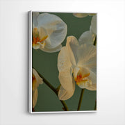 framed-canvas-white