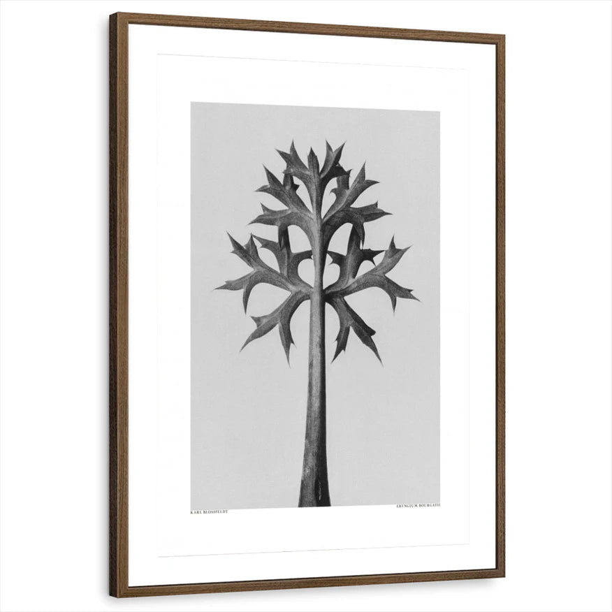 framed-print-brown-walnut-matted