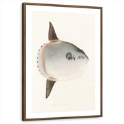 framed-print-brown-walnut-matted