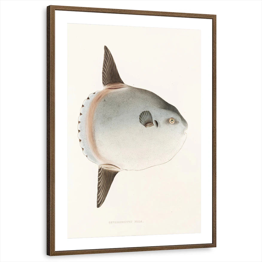 framed-print-brown-walnut-matted
