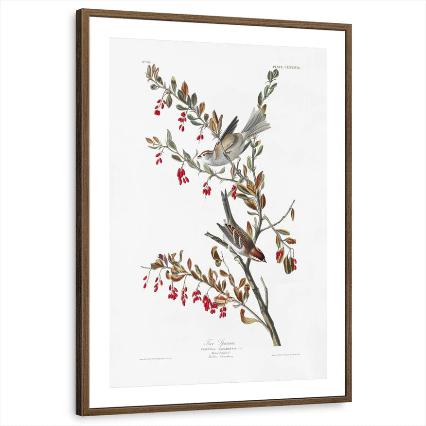 framed-print-brown-walnut-matted