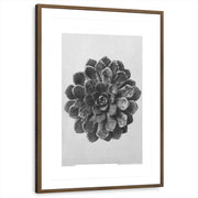 framed-print-brown-walnut-matted