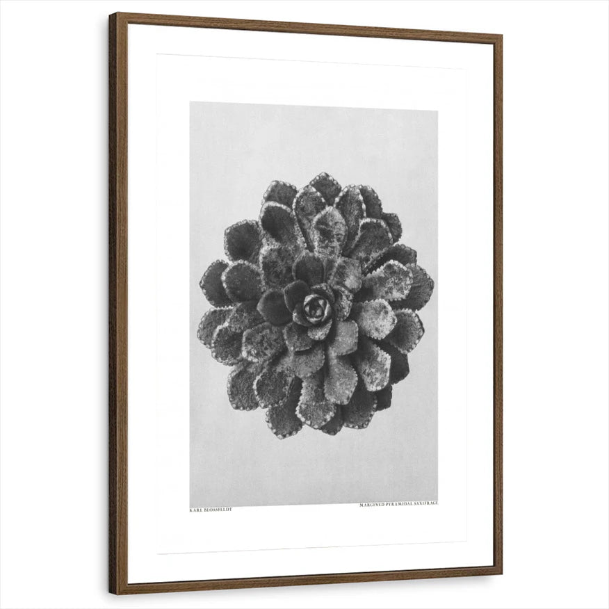 framed-print-brown-walnut-matted