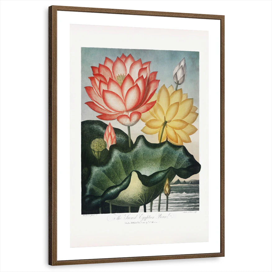 framed-print-brown-walnut-matted