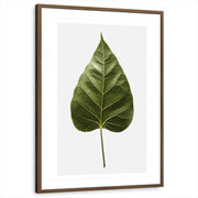 framed-print-brown-walnut-matted