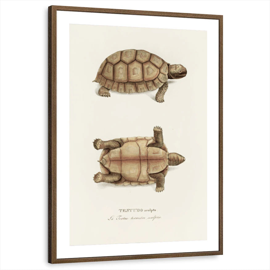 framed-print-brown-walnut-matted