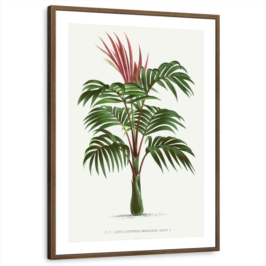 framed-print-brown-walnut-matted