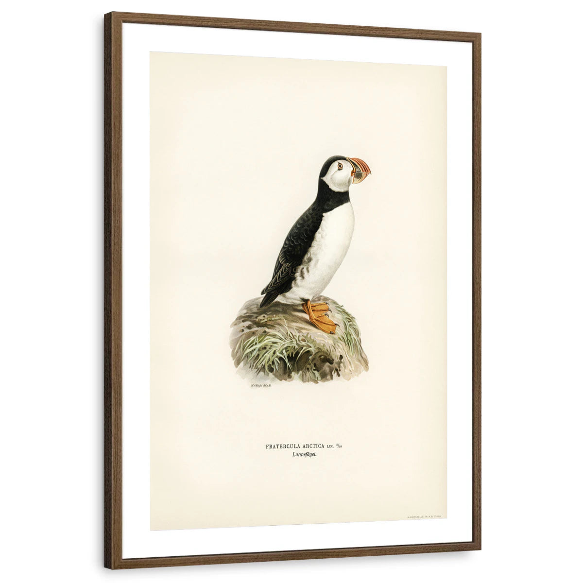 framed-print-brown-walnut-matted