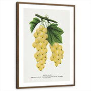 framed-print-brown-walnut-matted
