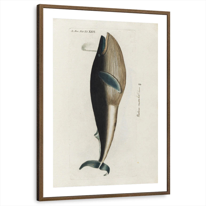 framed-print-brown-walnut-matted